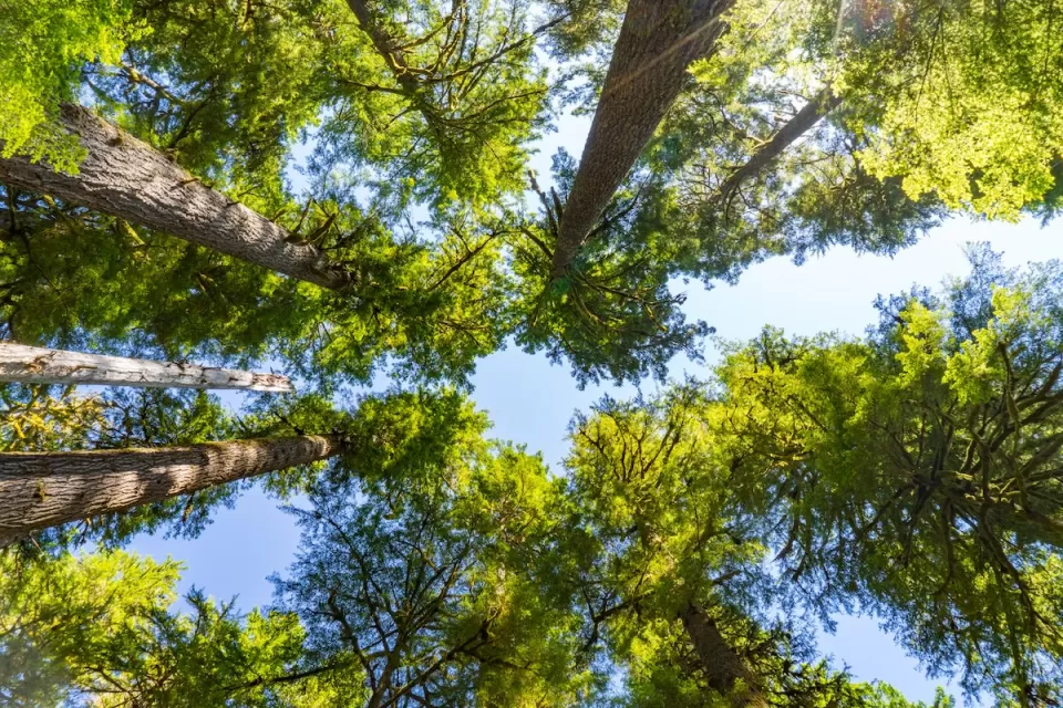 Looking up at a grove of mature hemlock trees on a sunny day.